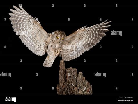 Eurasian Scops Owl Otus Scops In Flight During The Night