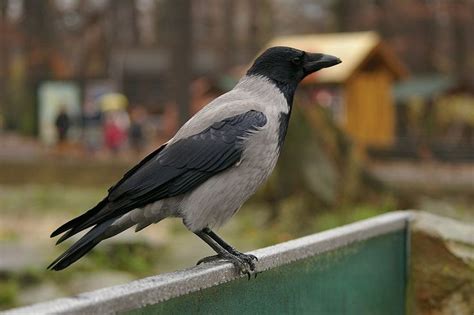 Hooded Crow Corvus Cornix In Berlin Germany Photo By Pelican Via