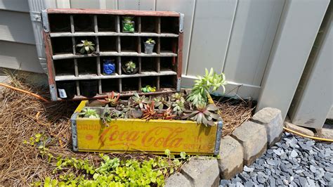 My Succulents In Old Coke Crates I Got For Free With