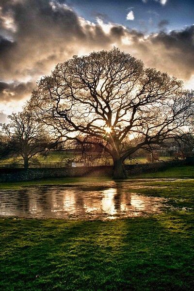 Why Trees Are Important Beautiful Nature And Sun