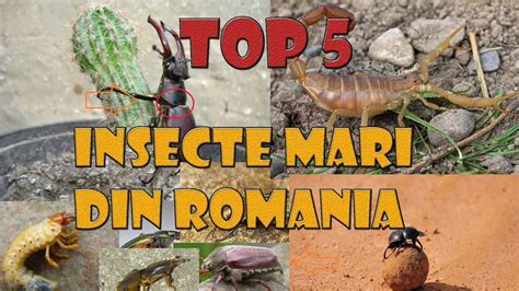 Top 5 Insecte Mari Din Romania Youtube