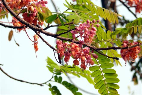 Red Flowers And Green Leaves On A Tree Branch With Blue Sky In The Back Ground