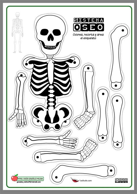 Esqueleto Humano Para Imprimir Recortar E Montar Dese