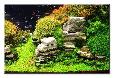 And at the start of a new aquascape is. aquascape | January 2011 Aquascape of the Month: Peruvian ...