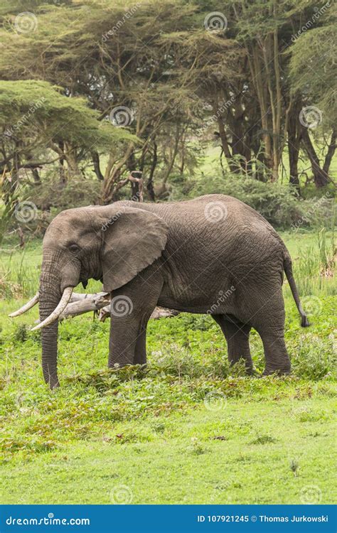 Afrikanischer Elefant Stockbild Bild Von Säugetiere 107921245