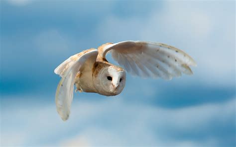 owl picture - HD Desktop Wallpapers | 4k HD