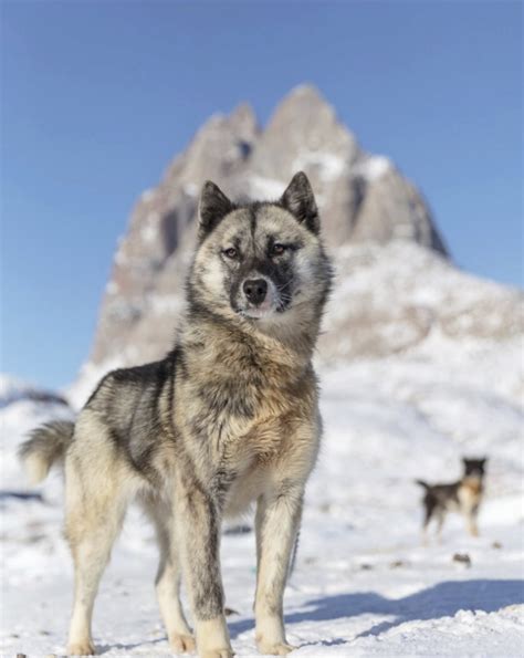 Darkwood Sleddoggreenland Dogs From The Greenland Fiord Tours Team