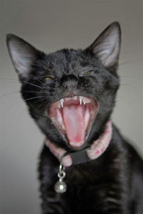 Cute Funny Black Kitten