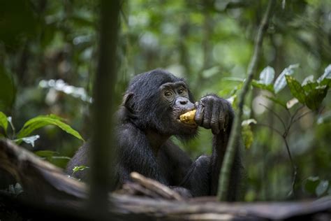 Le Parc national de la Salonga un sanctuaire de bonobos et déléphants