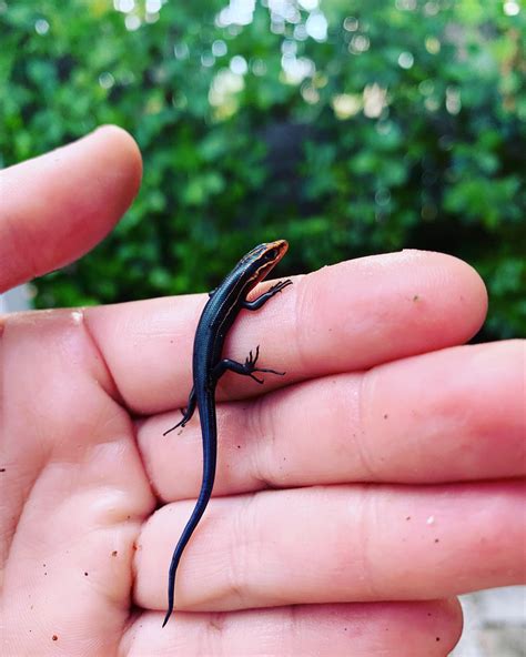 A Handsome Baby Skink I Found In A Pool Reptiles