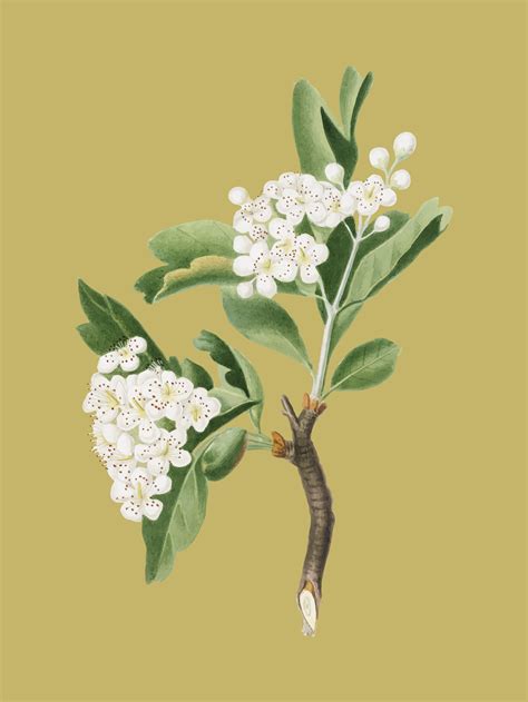 Hawthorn Flower From Pomona Italiana Illustration Download Free
