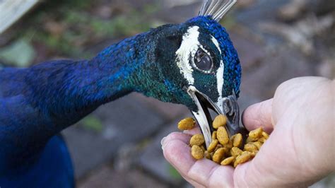 What Types Of Foods Are The Best Foods For Peacocks Birdsinformer