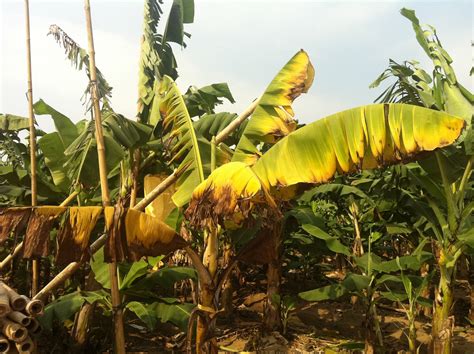 Fighting Fusarium Wilt To Beat The Bananapocalypse The Global Plant