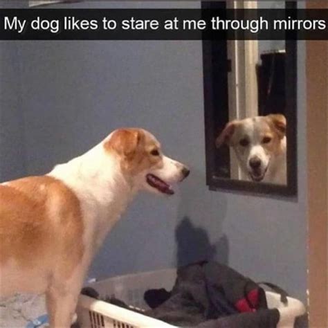 Heckin Good Doggo Memes 33 Memes Funny Animal Memes Dog Memes