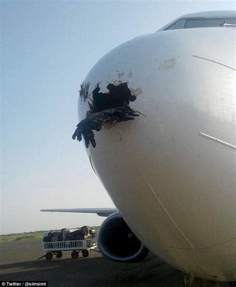 Shocking Image Shows An Eagle Lodged In The Nose Cone Of A Packed