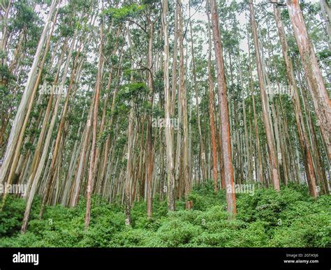 Eucalyptus Forest At Ooty India Stock Photo Alamy