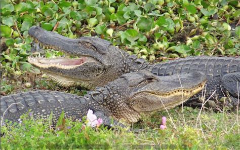 H Town West Photo Blog Alligators Where To See Them In Their Natural