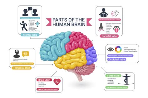 Functional Areas Of The Human Brain Artofit