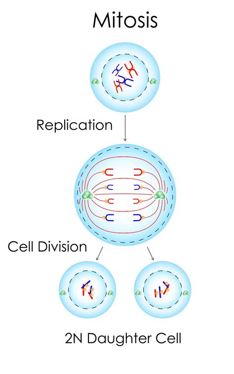 Types Of Cell Division Biology Wise