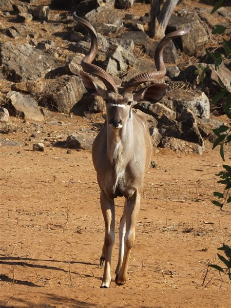 Lesser Kudu And Greater Kudu What Is The Difference Similar But
