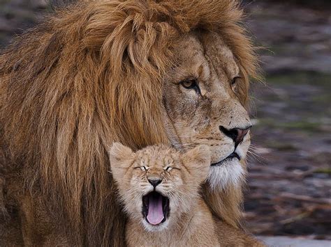 Animals Lion Predator Beast To Yawn Yawn Lion Cub Hd Wallpaper