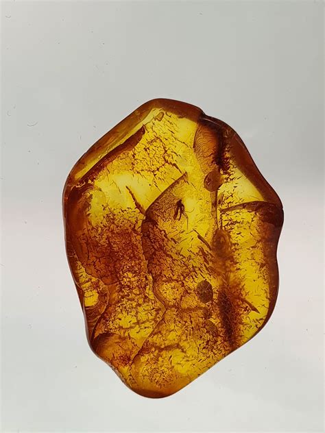 Insect Fossil In Amber Inclusion Fossil Baltic Amber Etsy