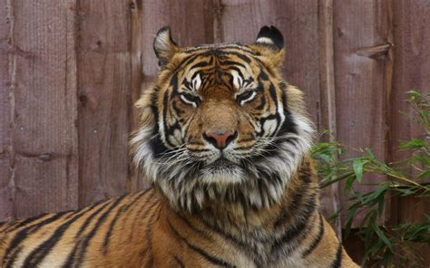 Fondos De Pantalla Grandes Felinos Tigris Animalia Descargar Imagenes