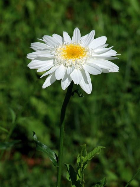 Full Flowered Daisy Leucanthemum Free Photo On Pixabay