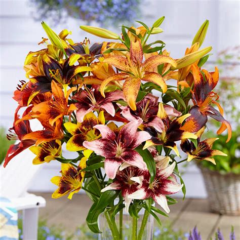 Asiatic Tango Lilies For Sale Lilium Ready To Tango Collection Easy