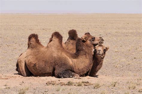 Bactrian Camels In The Gobi Desert Photograph By Alan Toepfer Pixels