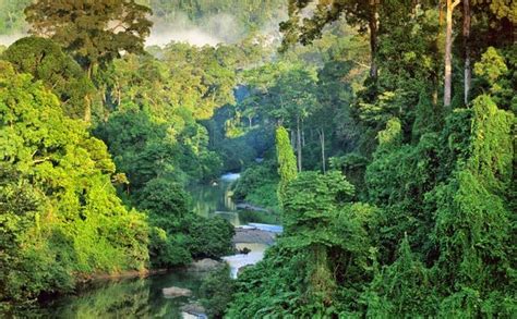 Ekosistem Hutan Hujan Di Kalimantan Borneo Channel