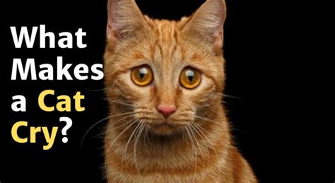 Do Cats Cry Facts To Know And What To Do About Crying Cat