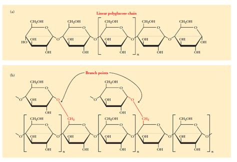 Bonding Between Amylopectin And Amylose Faq Guidechem