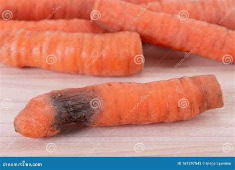 Carrot Disease Rot Fungusconcept Of Wrong Storage Causes Of