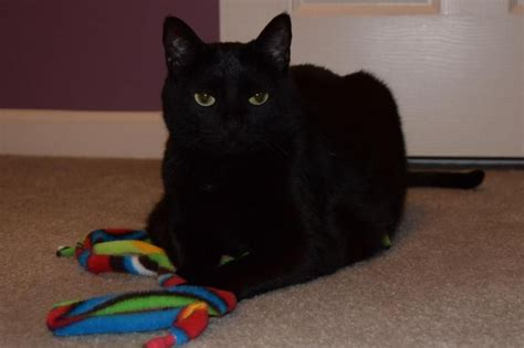 Adopt Faith Declawed On Petfinder Cat Adoption Black Cat Adoption