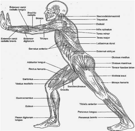 Human Body Muscle Diagram Detailed Driverlayer Search Engine