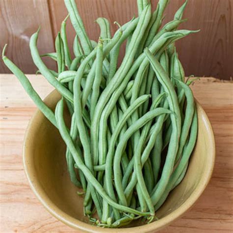 20 Seeds Fortex Pole Green Bean Long Bean Đâu Que Trái Etsy