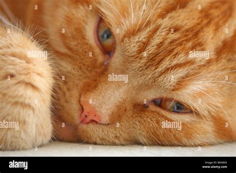 British Shorthair Ginger Cat Stock Photo Alamy