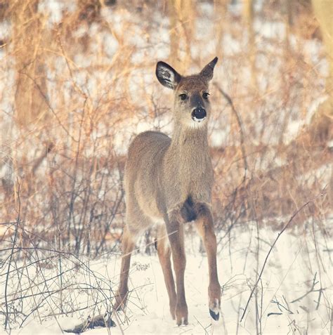 The Deer Photograph By Kay Jantzi Fine Art America