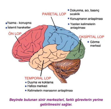 Merkezi Sinir Sistemi N Orta Arka Beyin Ve Omurilik Yeni Biyoloji Portal