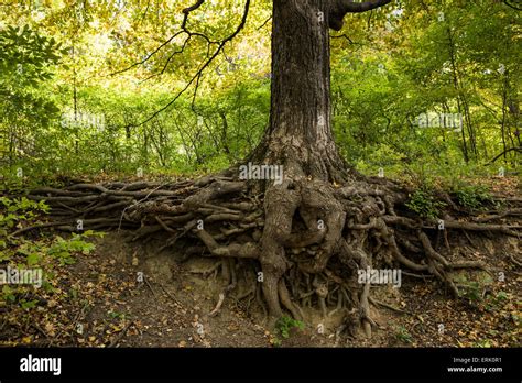Large Maple Tree With Exposed Roots Stock Photo Alamy