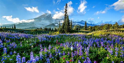Meadow Mountains Woods Flowers For Phone Wallpapers 3733x1920