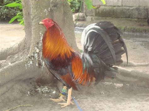 Fighting Cock Imported For Sale Adoption From Quezon