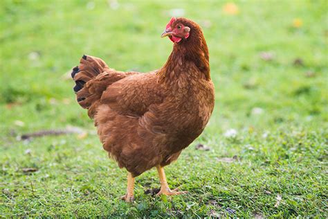 We did not find results for: The 5 Best Chicken Breeds for Beginners - Farm Flavor