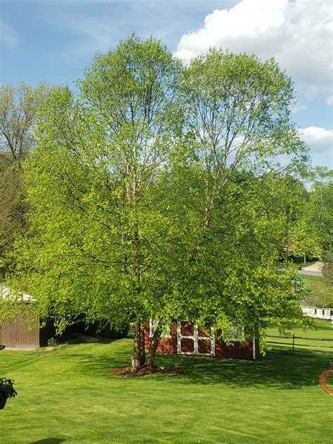 Heritage River Birch Trees Crazy For Gardening