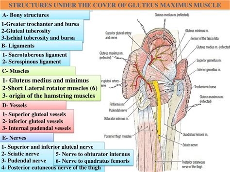 Ppt Gluteal Region Powerpoint Presentation Free Download Id1450008