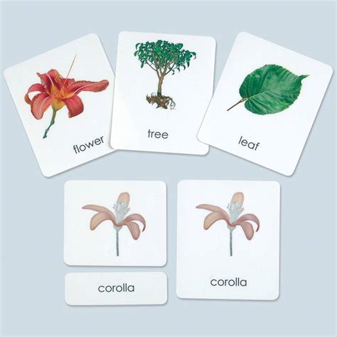Set Of All Four Parts Of Botany Photo Cards Laminated Montessori
