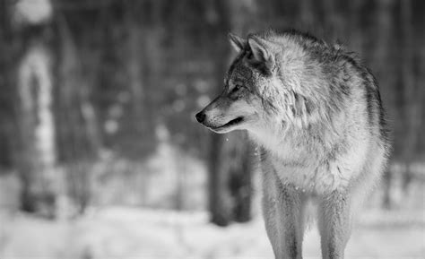 25 Excellent 4k Wallpaper Wolf You Can Get It Free Of Charge