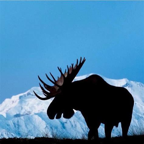 #moose #alaska | Moose silhouette, Moose pictures, Moose 