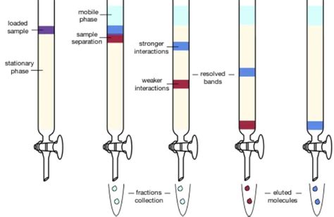 The Basics Of Running A Chromatography Column Bitesize Bio